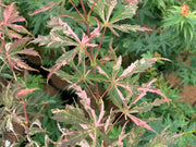 - FOR PICKUP ONLY | Acer palmatum 'Lileeanne's Jewel' Japanese Maple | DOES NOT SHIP - Mr Maple │ Buy Japanese Maple Trees