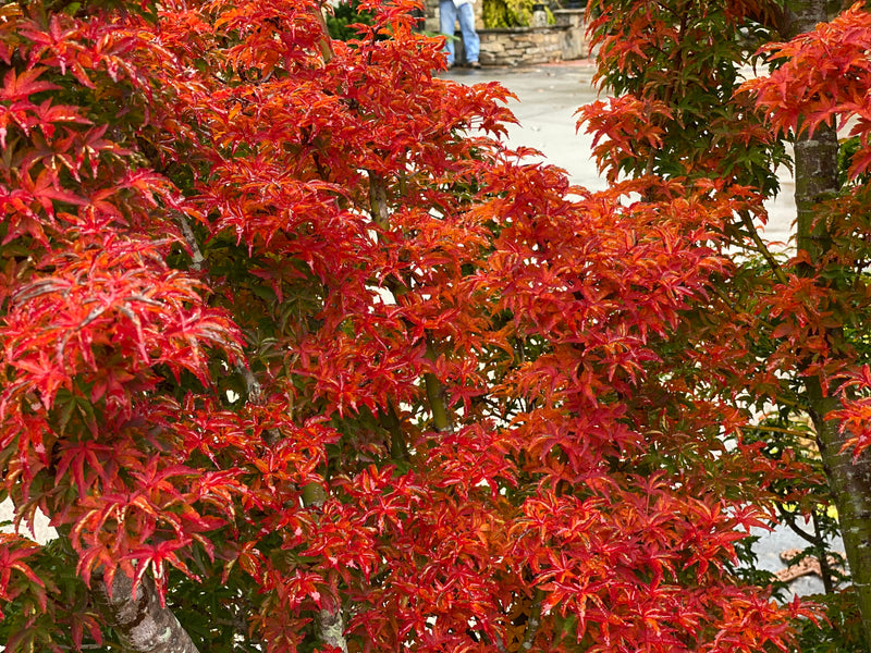 - Acer palmatum 'Shishigashira' Lion's Head Japanese Maple - Mr Maple │ Buy Japanese Maple Trees