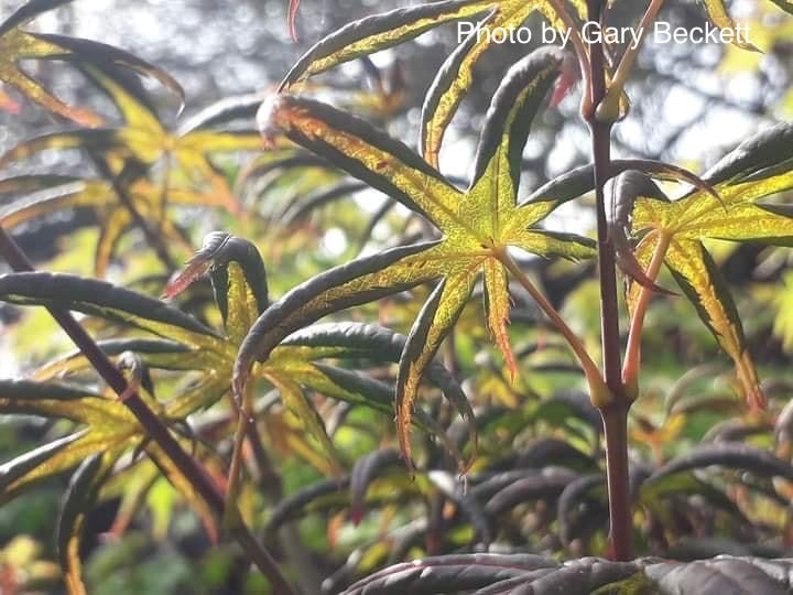 - Acer palmatum 'Peve Starfish' Japanese Maple - Mr Maple │ Buy Japanese Maple Trees