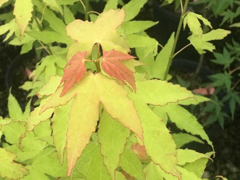 - Acer oliverianum 'Hot Blonde' Golden Japanese Maple - Mr Maple │ Buy Japanese Maple Trees