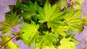 - Acer shirasawanum 'Jordan' Golden Full Moon Japanese Maple - Mr Maple │ Buy Japanese Maple Trees