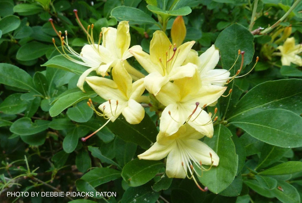Azalea 'Lemon Drop’ Yellow Flowers Azalea