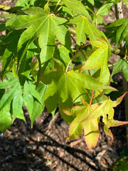 - Acer palmatum 'Rikuzen shidare' Weeping Japanese Maple - Mr Maple │ Buy Japanese Maple Trees