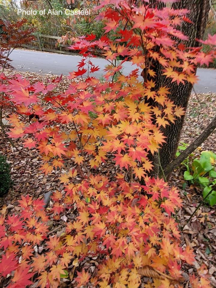 - Acer shirasawanum 'Jordan' Golden Full Moon Japanese Maple - Mr Maple │ Buy Japanese Maple Trees