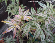 - Acer palmatum 'Ukigumo' Floating Clouds Japanese Maple - Mr Maple │ Buy Japanese Maple Trees