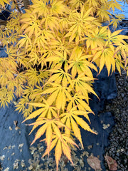 - Acer shirasawanum 'Bronze Age' Bronze Full Moon Japanese Maple - Mr Maple │ Buy Japanese Maple Trees
