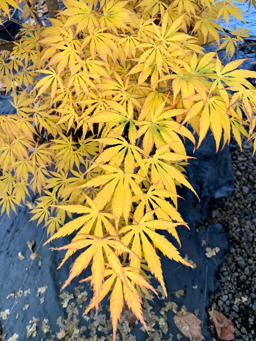 Acer shirasawanum 'Bronze Age' Bronze Full Moon Japanese Maple