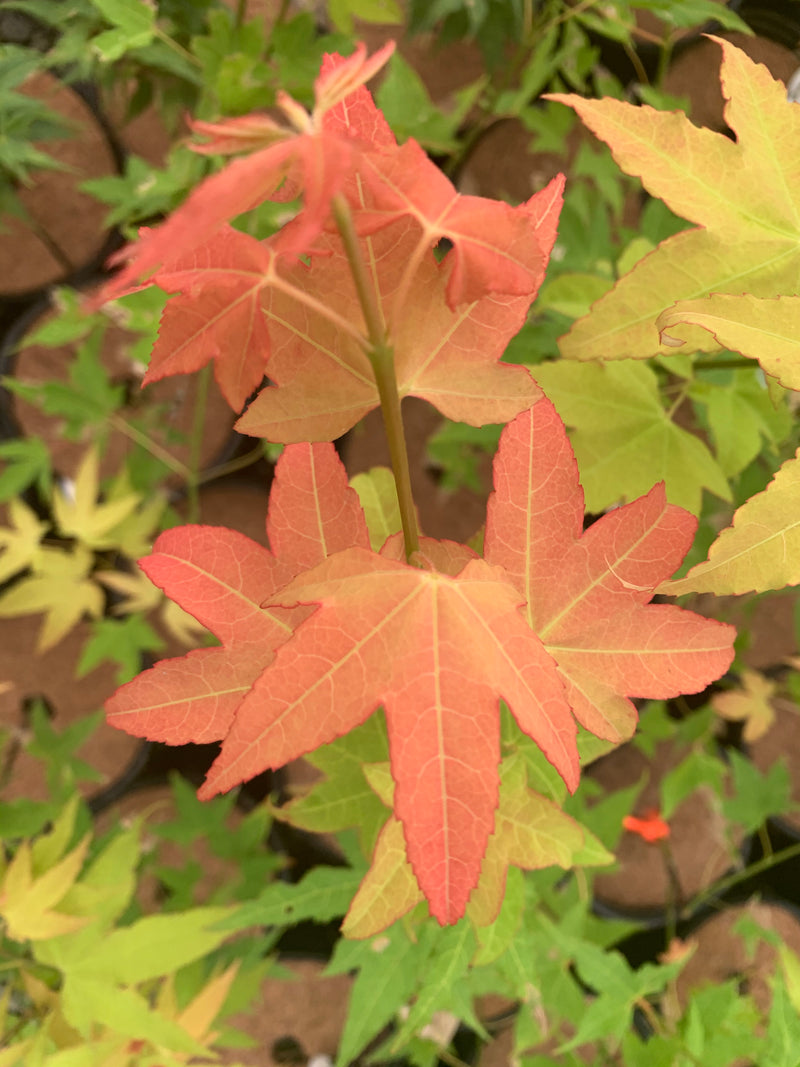 - Acer oliverianum 'Hot Blonde' Golden Japanese Maple - Mr Maple │ Buy Japanese Maple Trees