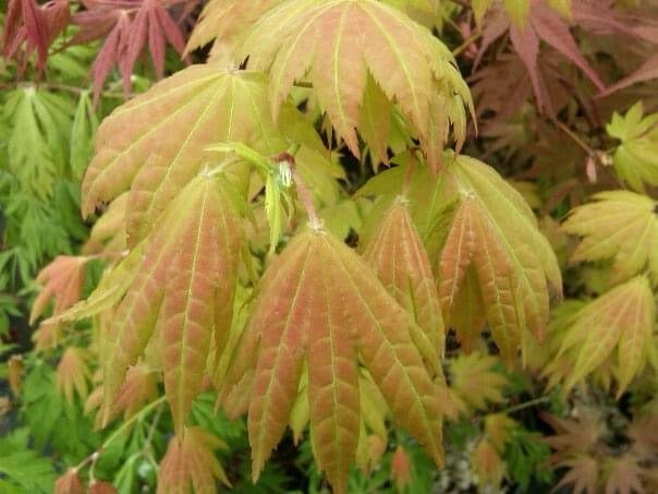 - FOR PICKUP ONLY | Acer shirasawanum Moonrise™ Full Moon Japanese Maple | DOES NOT SHIP - Mr Maple │ Buy Japanese Maple Trees