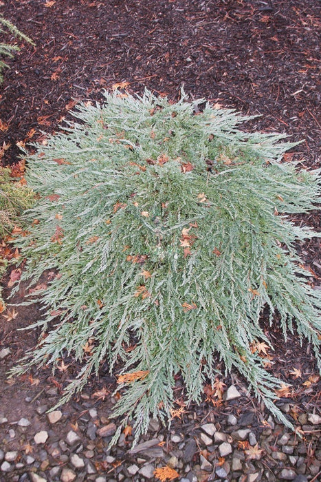 Juniperus horizontalis 'Pancake' Creeping Juniper