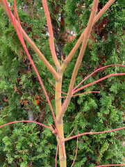 - Acer palmatum 'Wildfire' Coral bark Winter Interest Japanese Maple - Mr Maple │ Buy Japanese Maple Trees