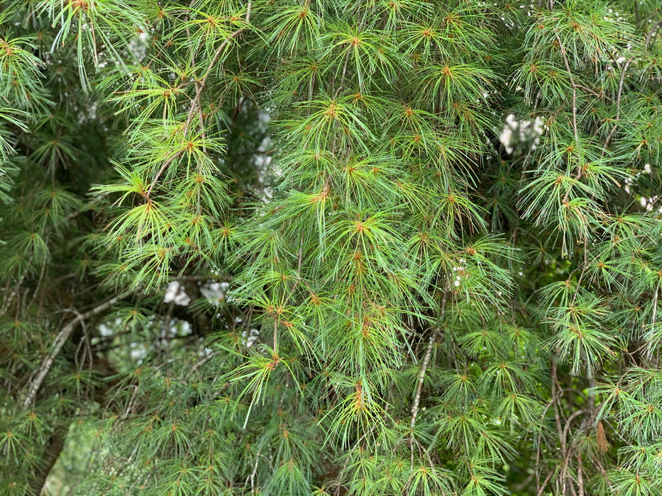 Pinus strobus 'Pendula’ Weeping White Pine