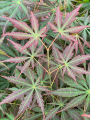 - Acer shirasawanum 'Bronze Age' Bronze Full Moon Japanese Maple - Mr Maple │ Buy Japanese Maple Trees
