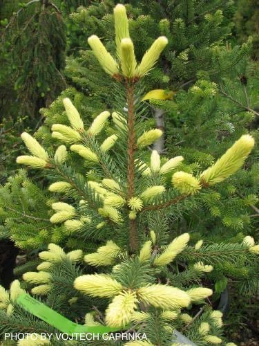 Picea pungens ‘Early Gold' Yellow Colorado Blue Spruce