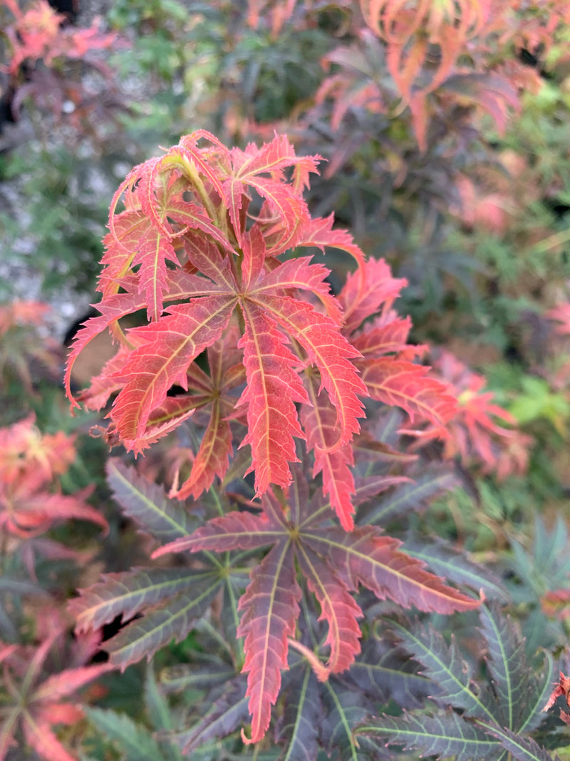 - Acer palmatum 'Orion' Dwarf Red Japanese Maple - Mr Maple │ Buy Japanese Maple Trees