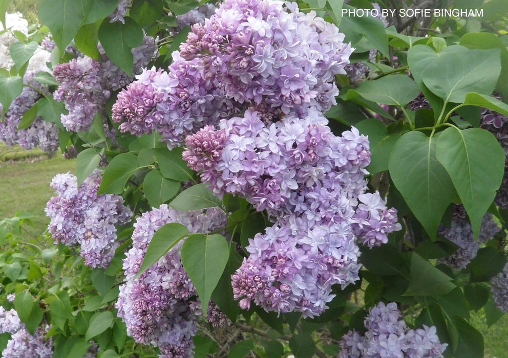 Syringa vulgaris ‘Nadezhda' Double Lilac Tree