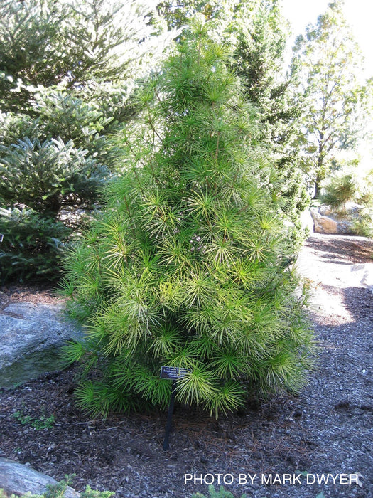 Sciadopitys verticillata 'Ossorio Gold' Japanese Umbrella Pine Tree