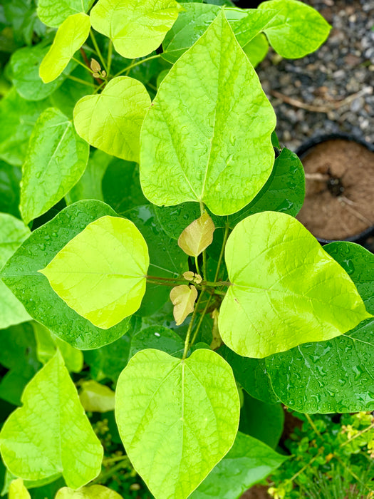Catalpa bignonioides 'Aurea' Golden Southern Indian Bean Tree