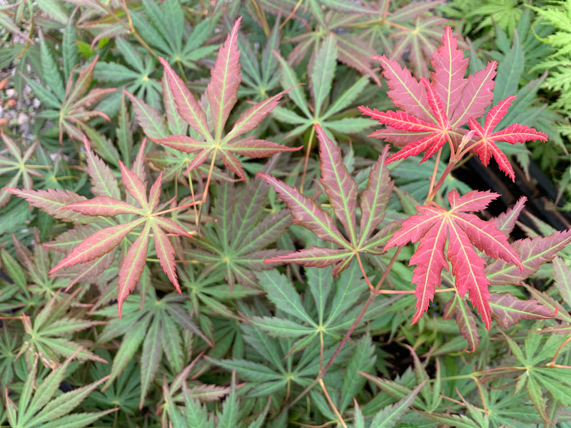 - Acer shirasawanum 'Bronze Age' Bronze Full Moon Japanese Maple - Mr Maple │ Buy Japanese Maple Trees