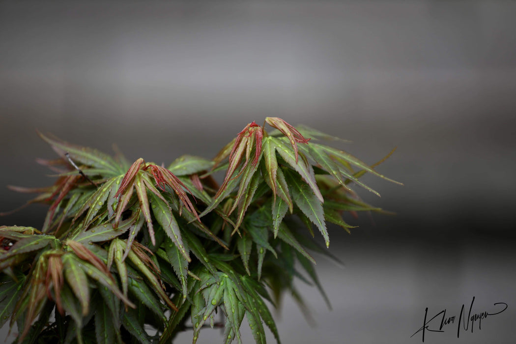 Acer palmatum 'Mikawa kaen' Dwarf Japanese Maple
