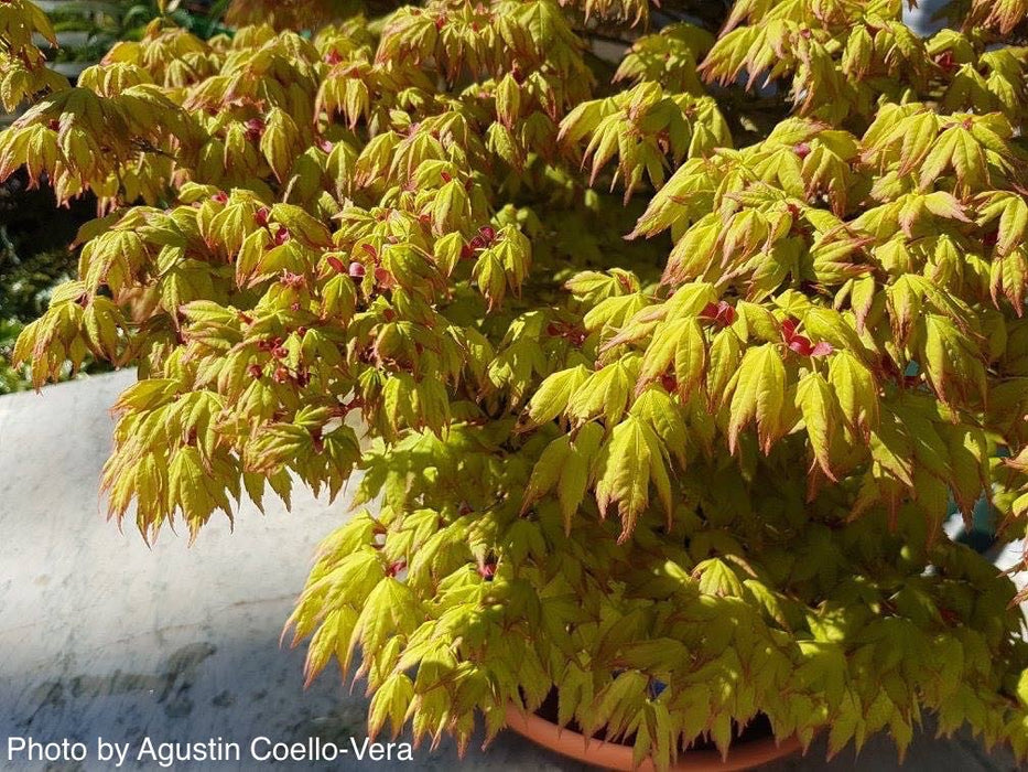 Acer palmatum 'Kashima' Dwarf Japanese Maple