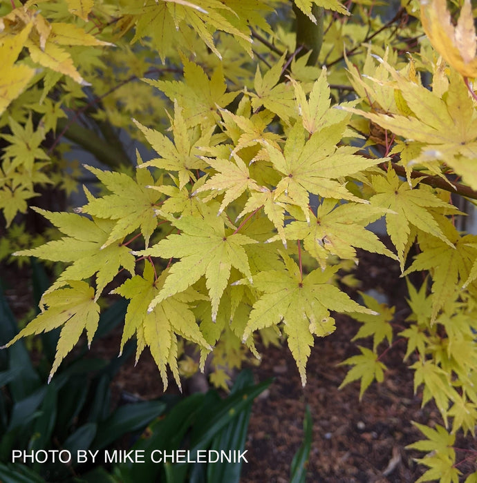 Acer palmatum 'Aka kawa hime' Dwarf Coral Bark Japanese Maple