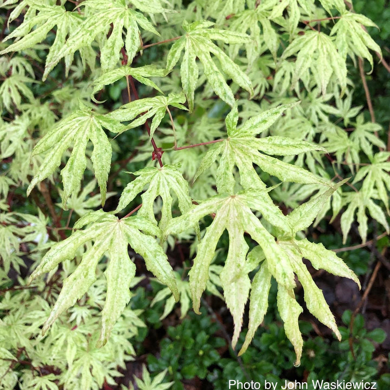 - Acer palmatum 'Ukigumo' Floating Clouds Japanese Maple - Mr Maple │ Buy Japanese Maple Trees