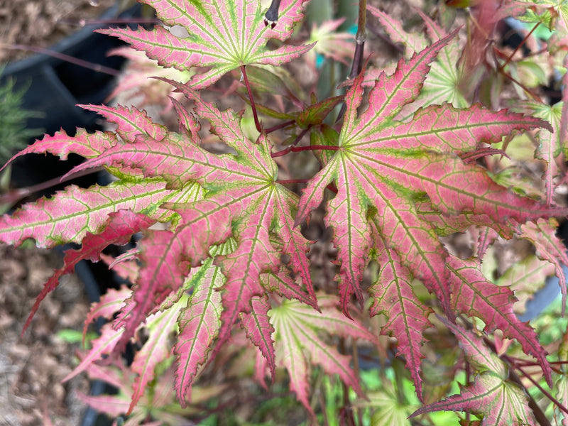 - Acer palmatum 'Firefly' Japanese Maple - Mr Maple │ Buy Japanese Maple Trees