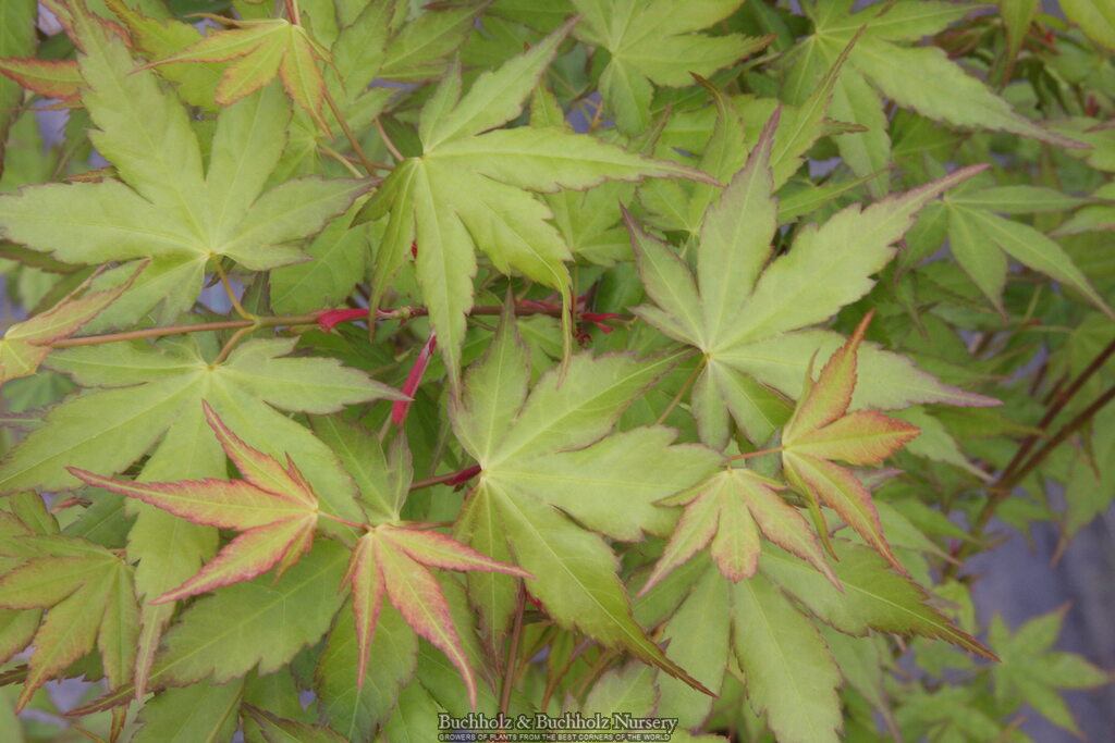 Acer palmatum 'Shiro' Yellow Variegated Japanese Maple