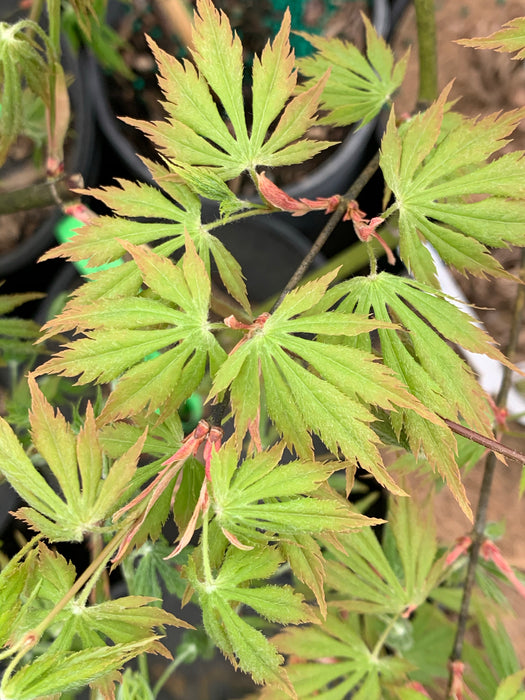 Acer palmatum 'Nanase gawa' Japanese Maple