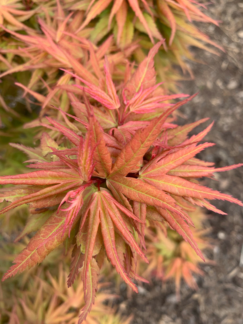 - Acer palmatum 'Mystic Mikawa' Miniature Japanese Maple - Mr Maple │ Buy Japanese Maple Trees