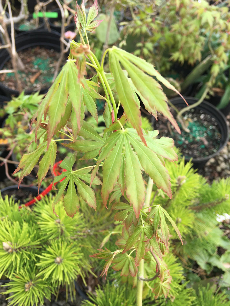 - Acer palmatum 'Fountain of Youth' Japanese Maple - Mr Maple │ Buy Japanese Maple Trees