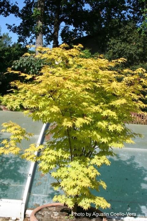 - Acer shirasawanum 'Jordan' Golden Full Moon Japanese Maple - Mr Maple │ Buy Japanese Maple Trees