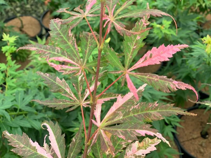 - FOR PICKUP ONLY | Acer palmatum 'Lileeanne's Jewel' Japanese Maple | DOES NOT SHIP - Mr Maple │ Buy Japanese Maple Trees