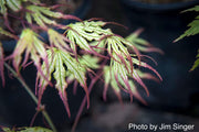 - Acer palmatum 'Phantom Flame' Japanese Maple - Mr Maple │ Buy Japanese Maple Trees