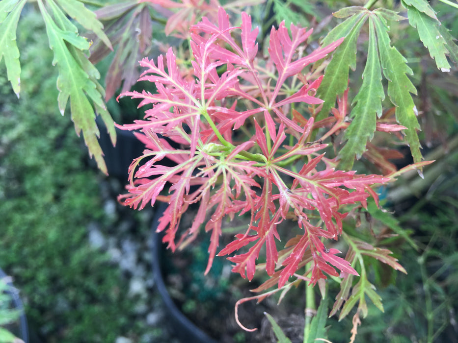 Acer palmatum 'Dissectum Group'  Laceleaf Seedling Japanese Maple