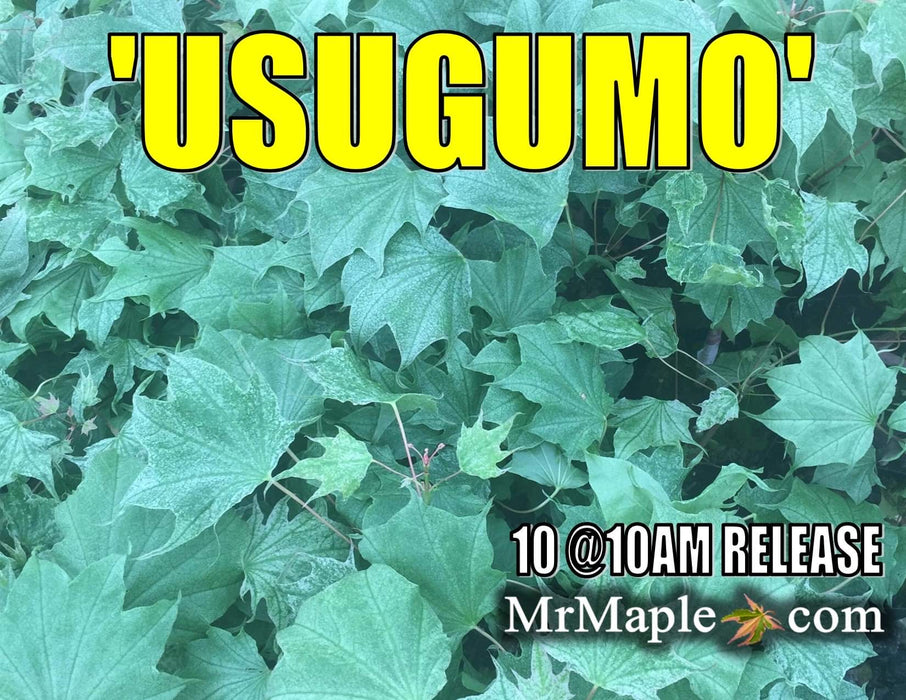 Acer pictum 'Usugumo' Batwing Maple