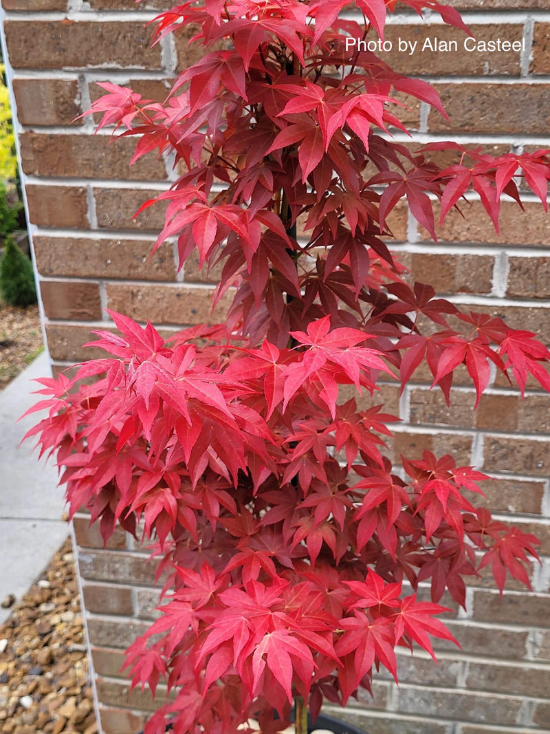 - Acer palmatum 'Gable's Glory' Chameleon Japanese Maple - Mr Maple │ Buy Japanese Maple Trees