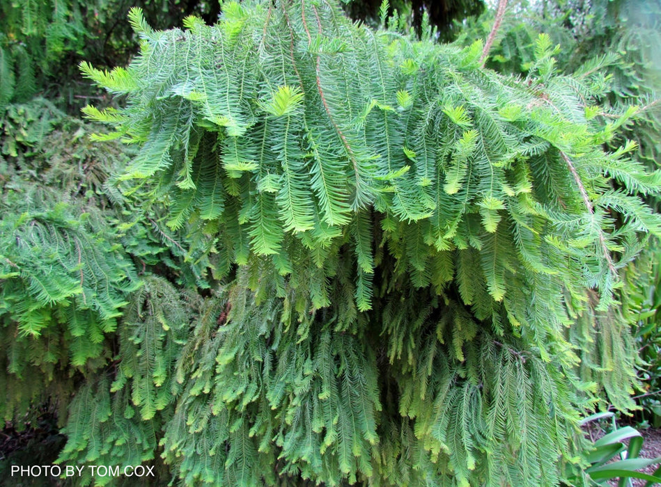 Taxodium distichum 'Cody's Feathers' Dense Round Bald Cypress