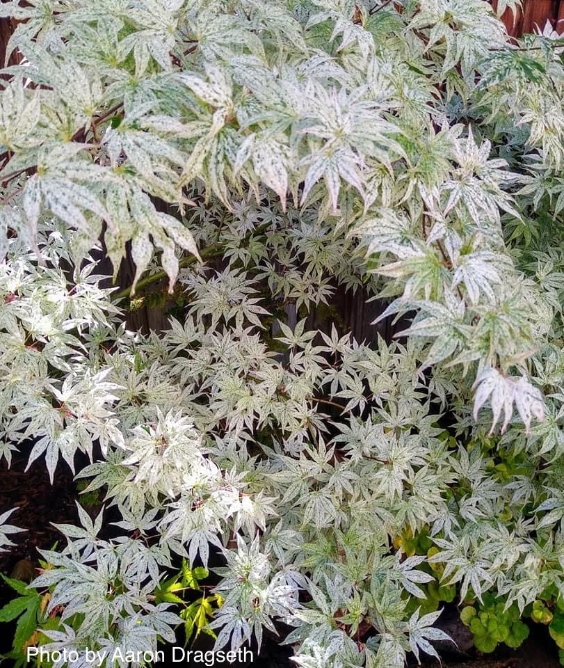 ボッコム　デグモ Buy Acer palmatum 'Ukigumo' Floating Clouds Japanese Maple — Mr