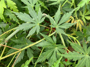 - Acer palmatum 'Fountain of Youth' Japanese Maple - Mr Maple │ Buy Japanese Maple Trees