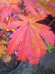 - FOR PICKUP ONLY | Acer japonicum 'Yama kage' Mountain Shadows Full Moon Japanese Maple | DOES NOT SHIP - Mr Maple │ Buy Japanese Maple Trees