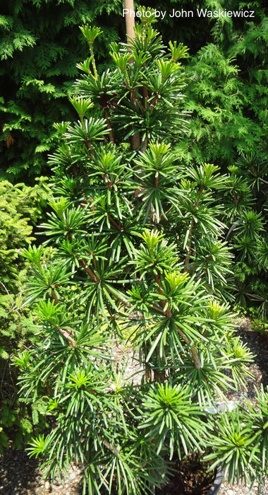 Sciadopitys verticillata 'Sternschnuppe' Japanese Umbrella Pine