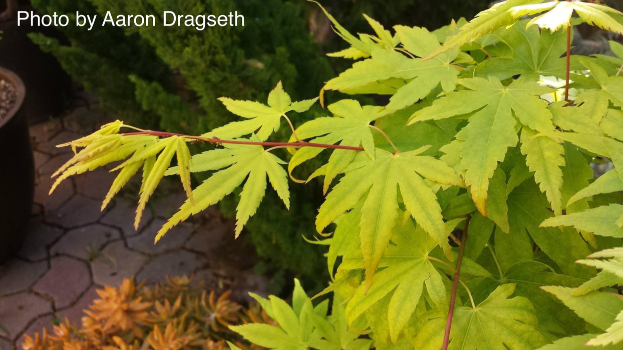 Acer palmatum 'Japanese Sunrise' Coral bark Winter Interest Japanese Maple
