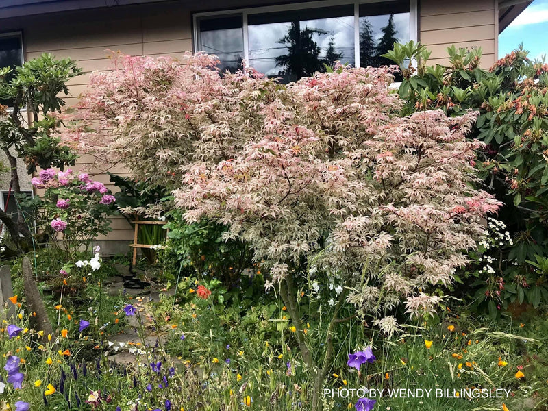 - Acer palmatum 'Ukigumo' Floating Clouds Japanese Maple - Mr Maple │ Buy Japanese Maple Trees
