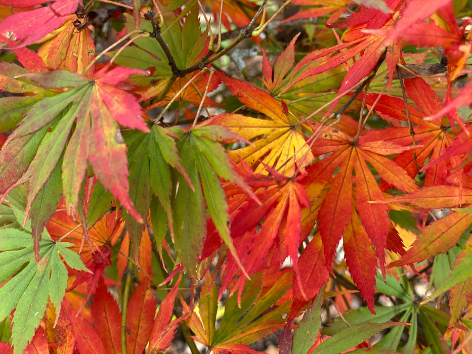 Acer palmatum 'Nanase gawa' Japanese Maple