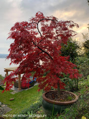 - FOR PICK UP ONLY | Acer palmatum 'Orangeola' Japanese Maple | DOES NOT SHIP - Mr Maple │ Buy Japanese Maple Trees