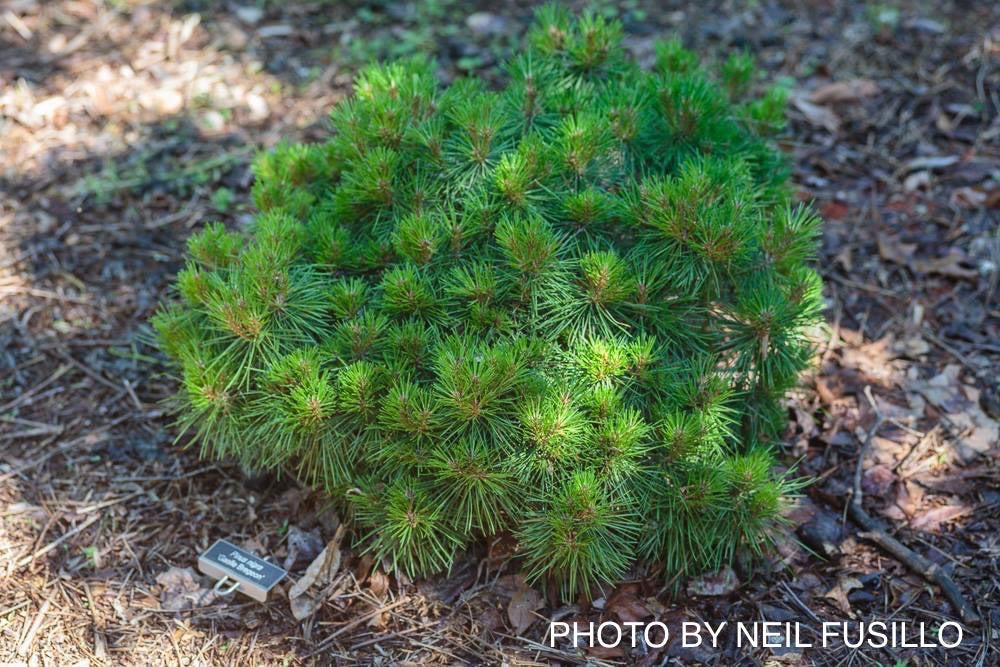 Pinus nigra ‘Gaelle Bregeon’ Bambino Austrian Black Pine Tree