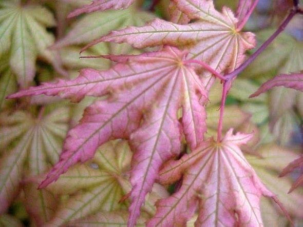 FOR PICKUP ONLY | Acer palmatum 'Aka shigitatsu sawa' Japanese Maple | DOES NOT SHIP