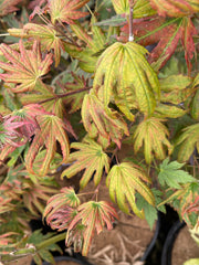 - Acer palmatum x 'Purple Curl' Japanese Maple - Mr Maple │ Buy Japanese Maple Trees